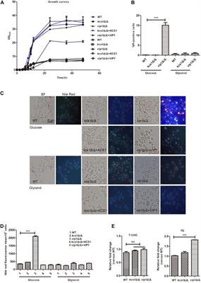 Study on the Function of the Inositol Polyphosphate Kinases Kcs1 and Vip1 of Candida albicans in Energy Metabolism